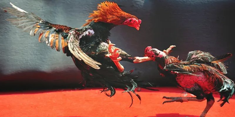 j88com bắn cá h5 chơi ngay