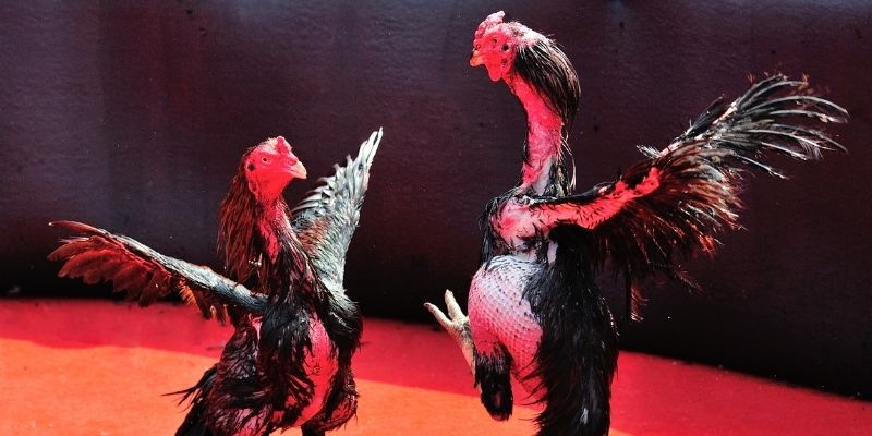 j88com thị trường baccarat là gì